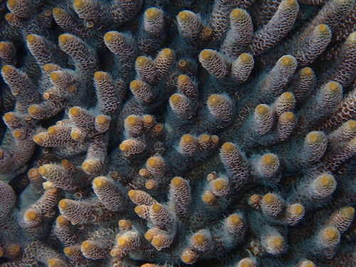 Acropora millepora observed 2026-09-17