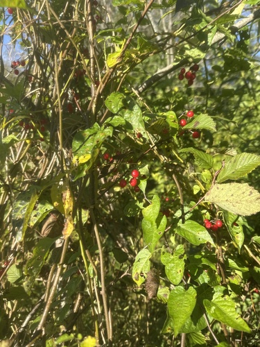bittersweet nightshade