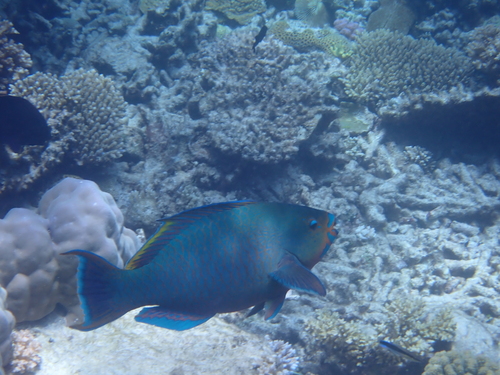 Scarus altipinnis observed 2026-09-22