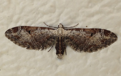 Eupithecia nevadata