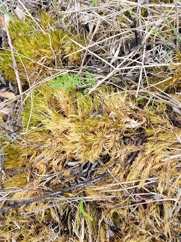 Homalothecium lutescens observed 2026-09-15