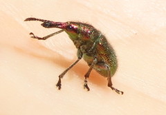 Rhynchites auratus