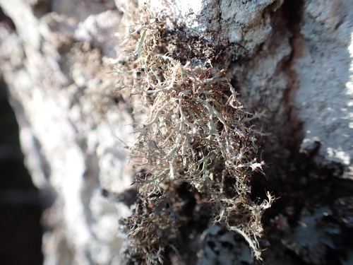 Great Ciliated Lichen