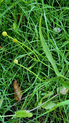 Ranunculus lingua