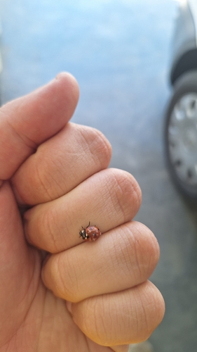 Seven-spotted Lady Beetle
