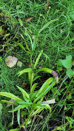 Ranunculus lingua, photograph 2