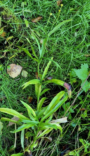 Ranunculus lingua, photograph 3