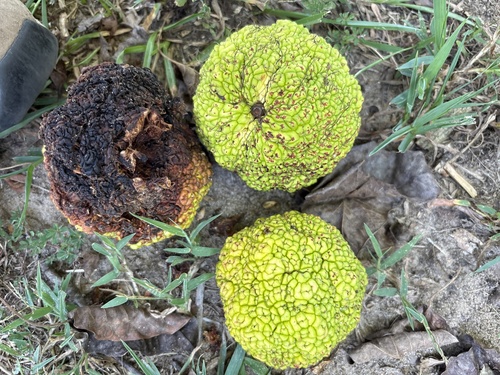 Osage-orange