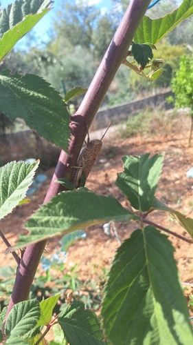 Egyptian Bird Grasshopper