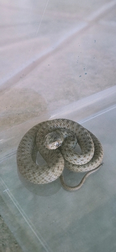 Malpolon monspessulanus monspessulanus