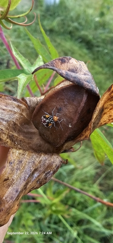 Hibiscus Scentless Plant Bug