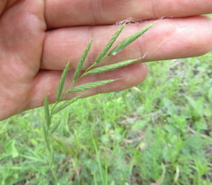 Brachypodium pinnatum