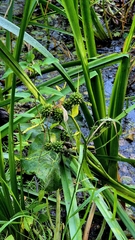 Sparganium erectum