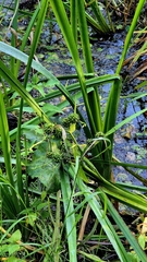 Sparganium erectum, photograph (c) Анна Митрошенкова, some rights reserved (CC BY)