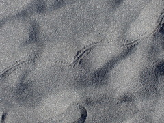 Pericoptus truncatus