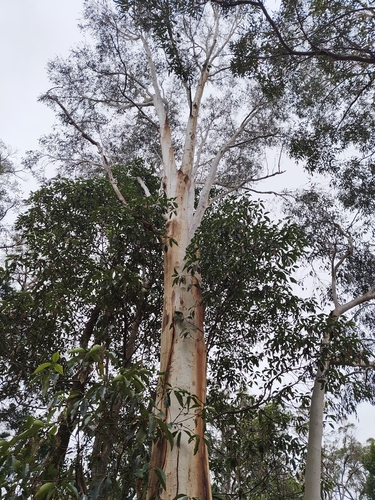 Eucalyptus haemastoma, 2026-09-22
