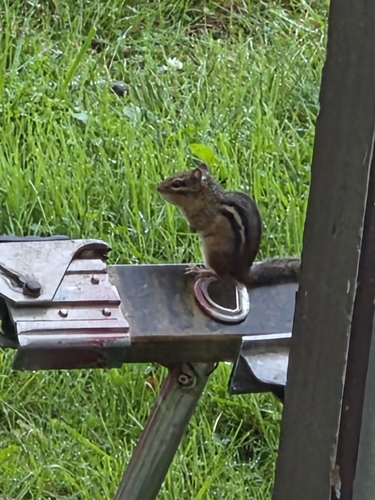 Eastern Chipmunk