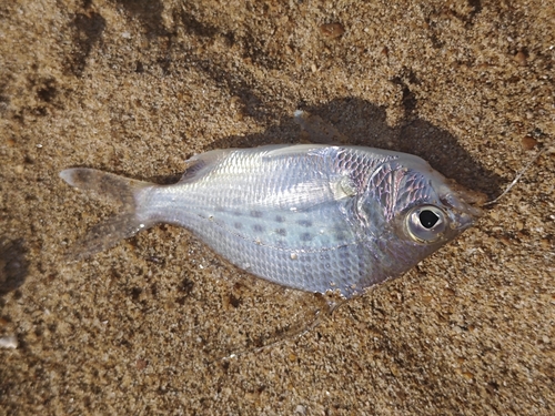 Threadfin Silverbiddy