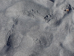 Pericoptus truncatus