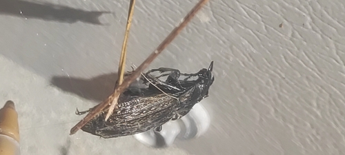 Granulated Ground Beetle