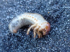 Pericoptus truncatus