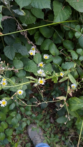 annual fleabane