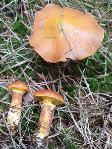 Larch Bolete