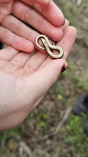 Common Slowworm