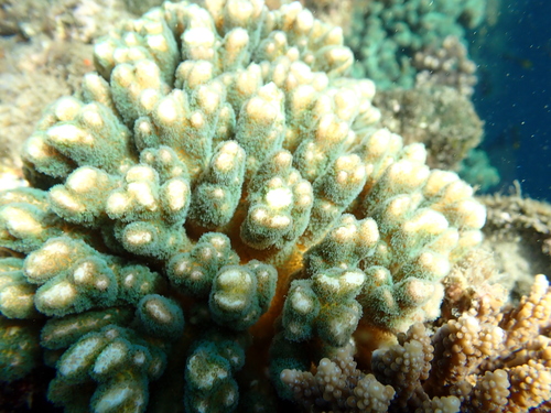 Pocillopora damicornis observed 2026-09-21