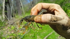 Lacunicambarus thomai