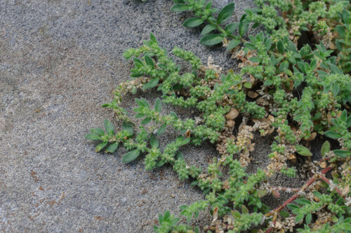 hairy rupturewort