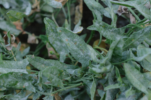 Bindweed Powdery Mildew