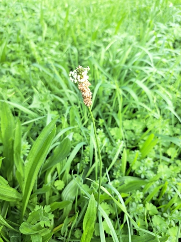 ribwort plantain