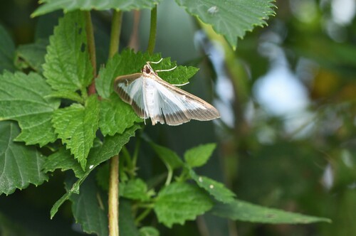 Box Tree Moth