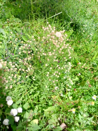 Erigeron acris, photograph 5