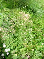 Erigeron acris, photograph author not stated, no rights reserved