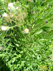 Erigeron acris, photograph author not stated, no rights reserved