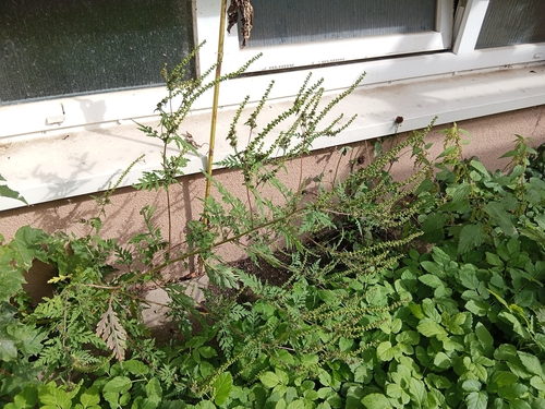 common ragweed