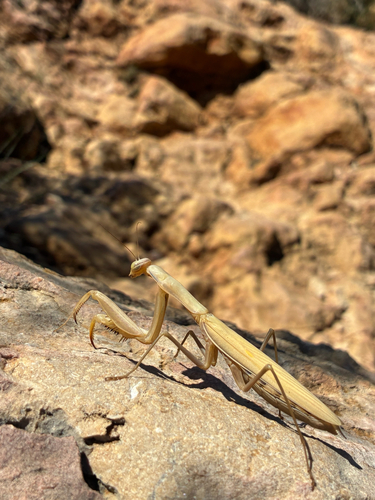 European Mantis