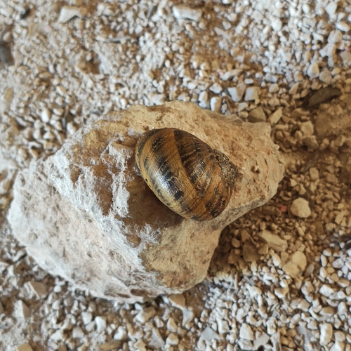 Garden Snail