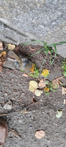 European Robin