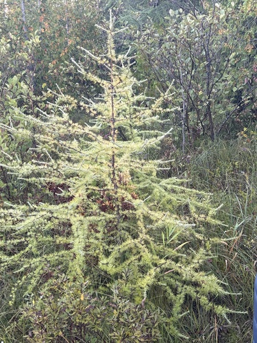 tamarack