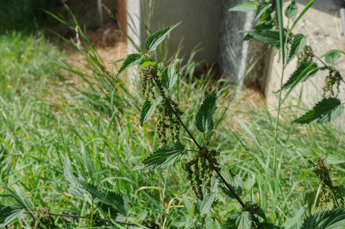 great stinging nettle