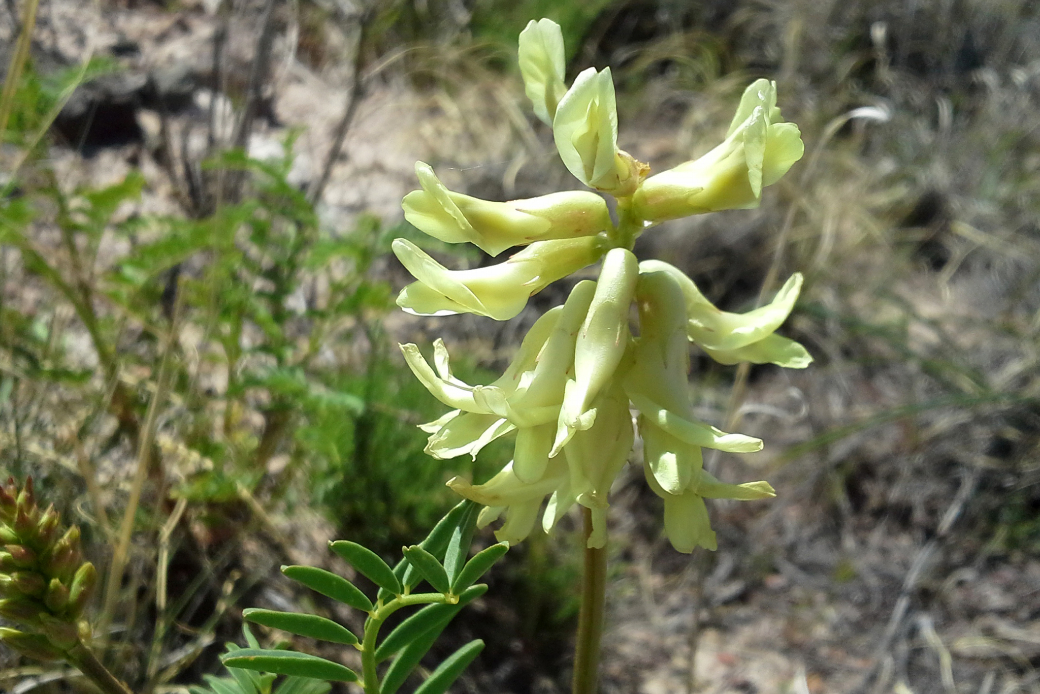 Astragalus praelongus var. praelongus