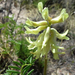 Astragalus praelongus - Photo (c) wingedchimera, algunos derechos reservados (CC BY-NC), uploaded by wingedchimera