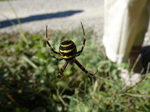 Wasp Spider
