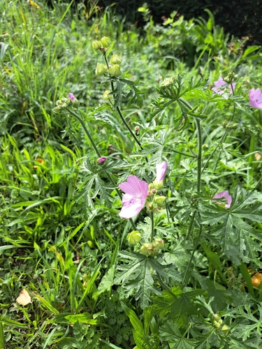musk mallow