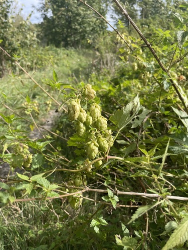 common hops
