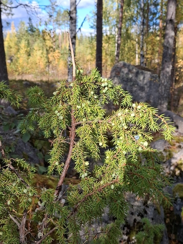 common juniper