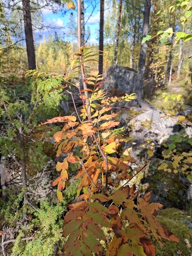 European mountain ash